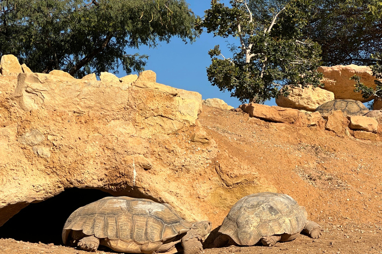 Agadir: Goats on Trees & Crocoparc Tour Goats on Trees & Crocoparc – Entry Ticket Included
