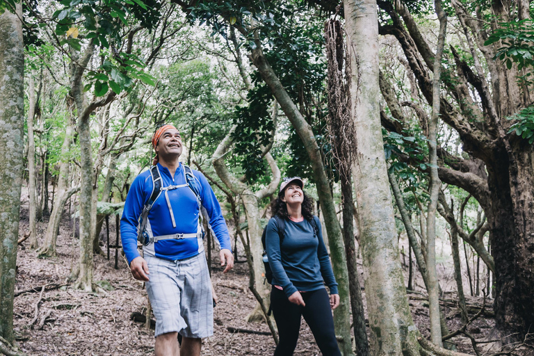 Auckland: Coromandel Peninsula Ferry and Bus Transfer 7:00pm One Way Coromandel to Auckland Ferry & Bus Transfer