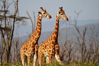 2-Day Lake Nakuru National Park Trip - Housity