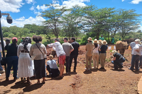 Nairobi national park, Elephant Orphanege Lunch at carnivore