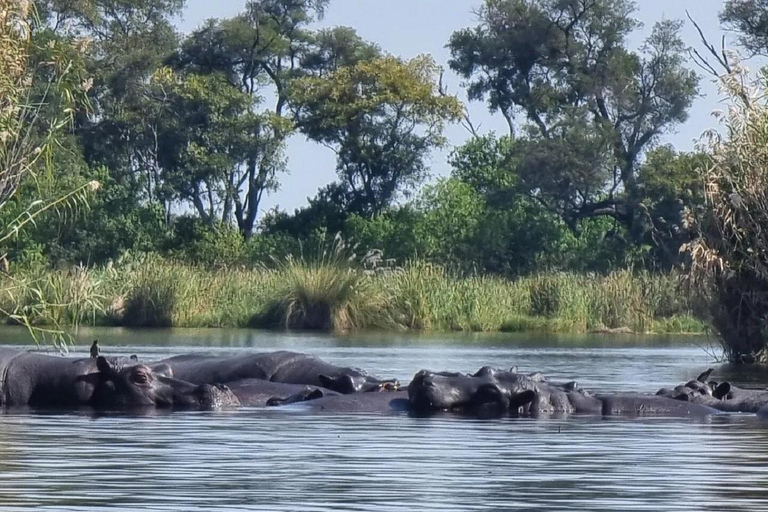 Delta de l'Okavango : 1 journée d'excursion en mokoro/canoë tout compris