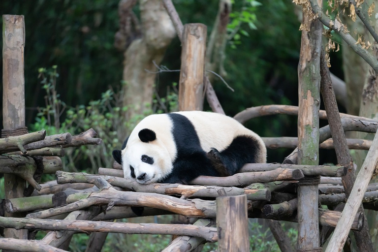 Private Tour: Discovering Pandas & the Majestic Giant Buddha Self-Guided: Discovering the Leshan Giant Buddha in a Day