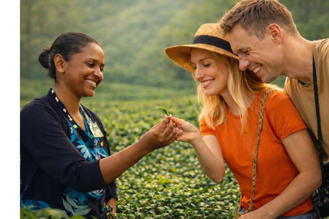 From Kandy: 2-Day Highlights Tour with Scenic Train to Ella