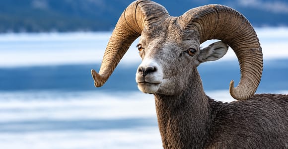 Evening Wildlife Tour in Banff