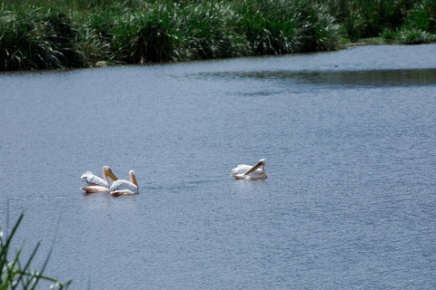 Arusha: Ngorongoro Game Drive - Wildlife & Conservation