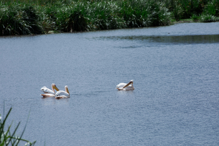Arusha: Ngorongoro Game Drive - Wildlife & Conservation