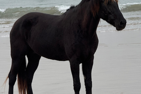 Taghazout: Private Horse Ride on Banana Beach with Pickup