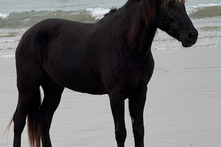 Taghazout: Private Horse Ride on Banana Beach with Pickup