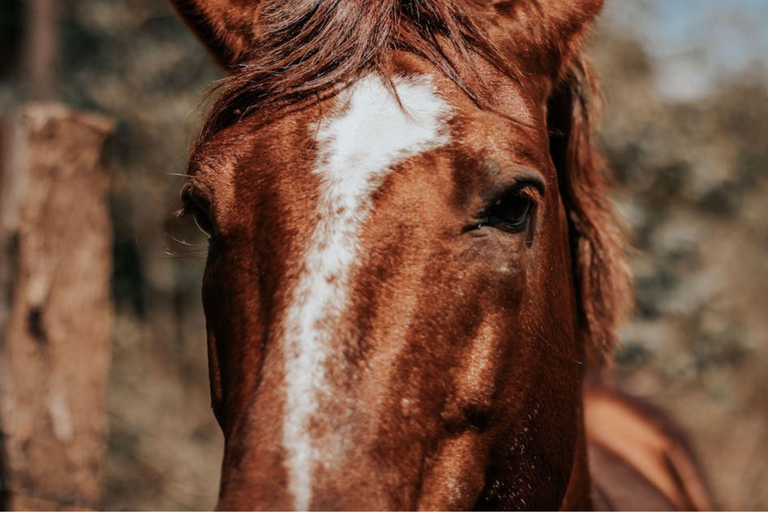 Patagonian Experience – Horseback Riding & Traditional Asado My Patagonian Experience – Horseback Riding & Traditional Asado
