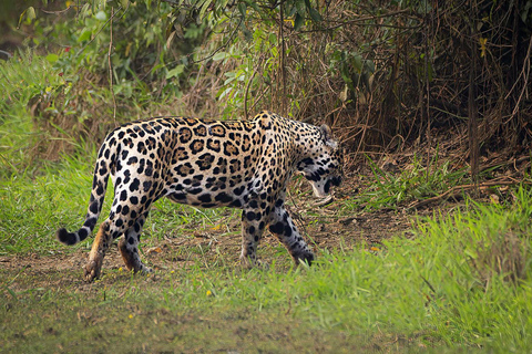 Safari met Jaguar Tracking