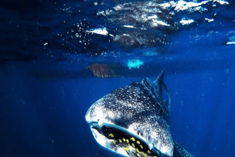 From Lombok Or Sumbawa Sharing 2D1N Whale Shark Snorkeling Starting from Sumbawa 2D1N Whale Shark with Snorkeling