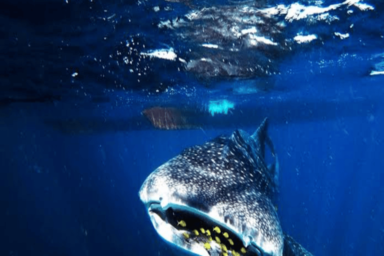 From Lombok Or Sumbawa Sharing 2D1N Whale Shark Snorkeling Starting from Sumbawa 2D1N Whale Shark with Snorkeling
