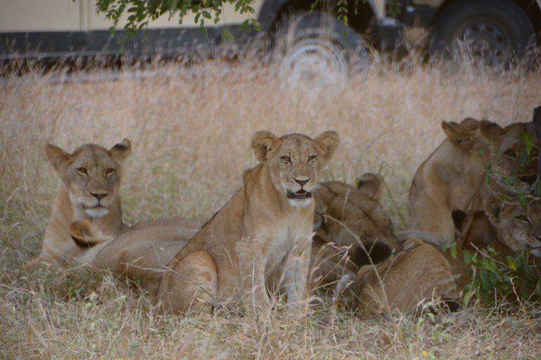 Pacote de voo de 4 dias de Zanzibar para Nyerere NP (Selous GR)