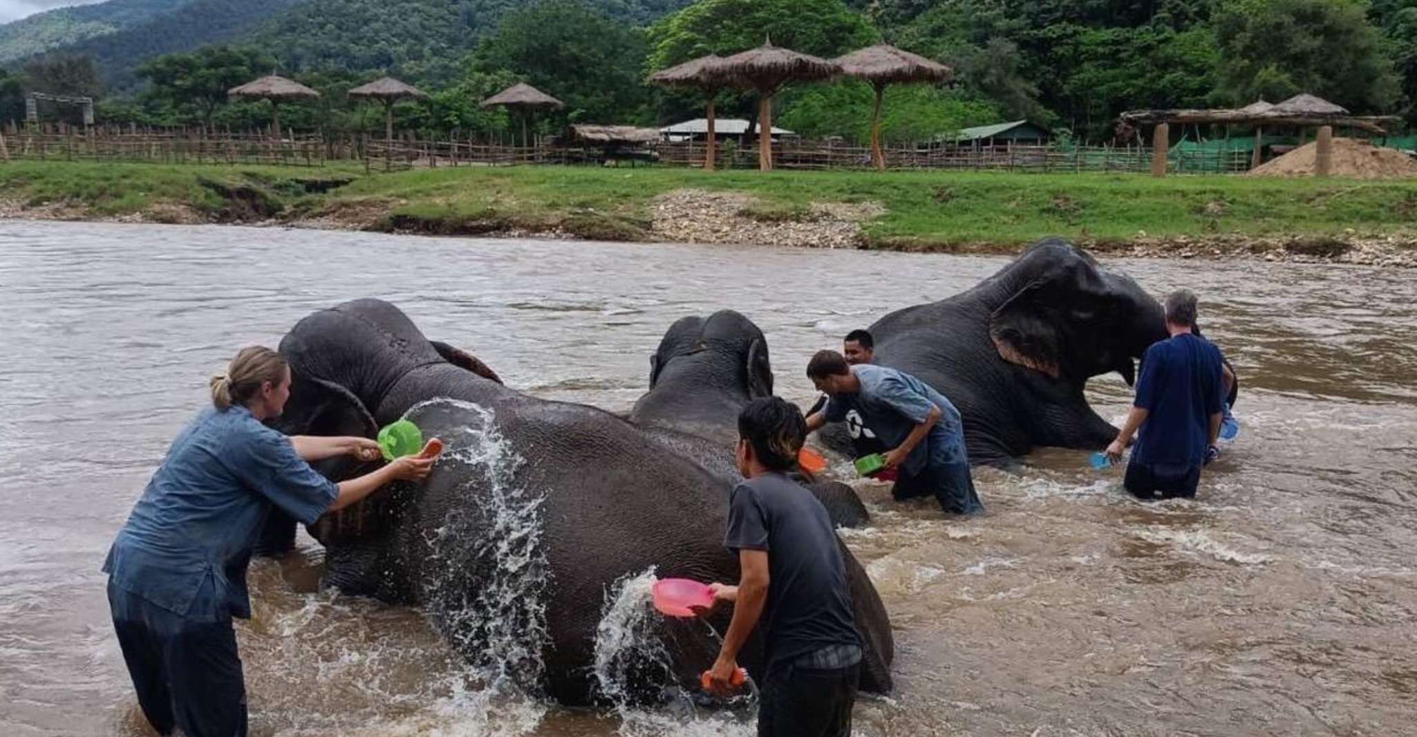 Half Day Elephant Care - Housity