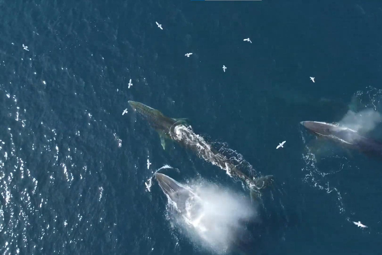 Skjervøy : Excursion en bateau chauffé pour l&#039;observation des orques et des baleines