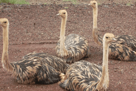 Addis Ababa: 3 Days Awash National park Safari Tour