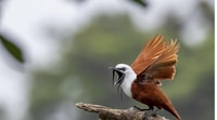 Monteverde Sunrise + Bird Watching Experience - Housity
