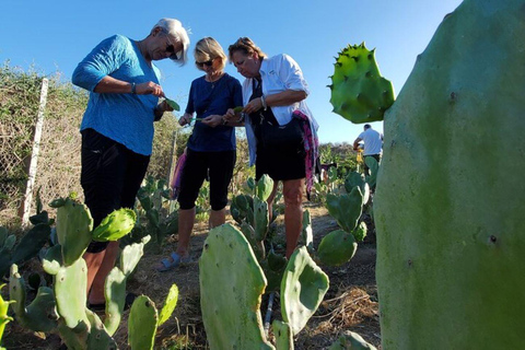 Los Cabos: Azteca Cactus Taco Farm to Table Cooking Class