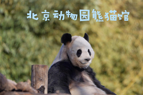 Beijing: Panda House Ticket; snel en soepel