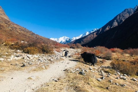 7 jours de trek dans la vallée du Langtang au départ de Katmandou