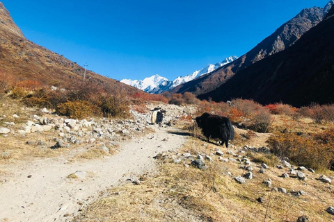 7 jours de trek dans la vallée du Langtang au départ de Katmandou