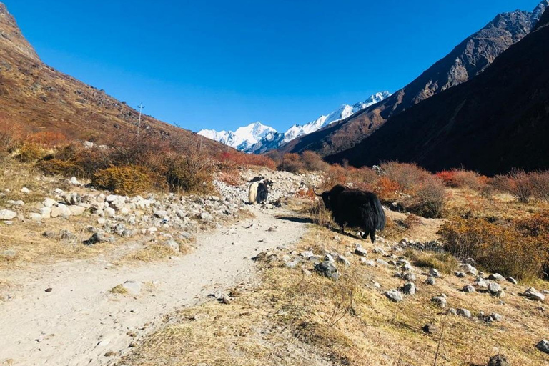 7 jours de trek dans la vallée du Langtang au départ de Katmandou