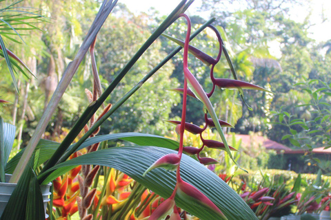 Tapachula: Argovia Coffee, Flowers, and Legacy Tour