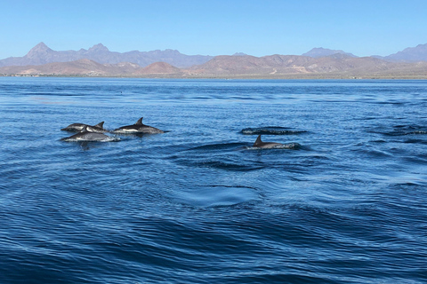 Estepona Sailing and Marine Nature Experience