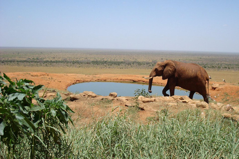 Mombasa/Watamu: 3-Day Tsavo East and Salt Lick Safari