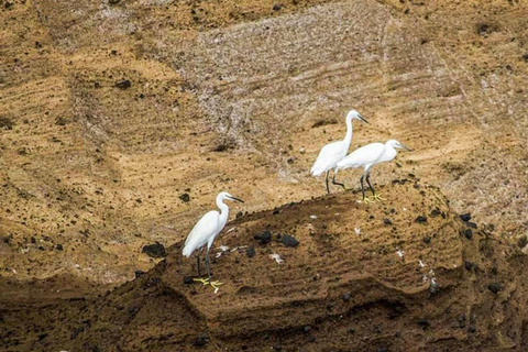 Açores: Observação de Baleias e Passeio de Barco às IlhotasPonto de encontro na Marina