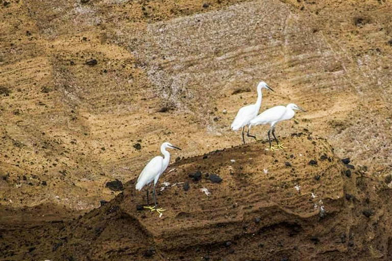 Azorerna: Valskådning och båttur på öarMötesplats vid marinan