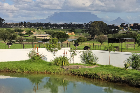 Cape Town: Ostrich Ranch Safari with Hotel Transfer