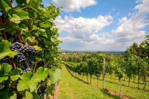 Vienna: Melk, Wachau Wine, Lower Austria Day Trip by Car 9-hour: Melk Abbey and Wachau Wine Tasting from Vienna