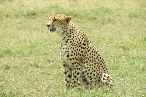 Private Nairobi National Park Drive in 4*4 landcruiser