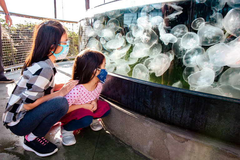 Los Angeles: Företrädesbiljett till Aquarium of the Pacific