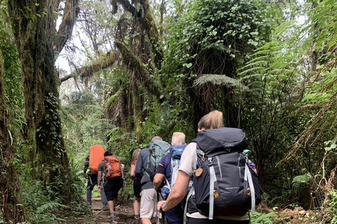 Kilimandscharo-Tagestour