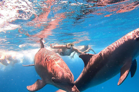 Sharm El Sheikh : Ras Mohamed et l&#039;île blanche avec déjeuner