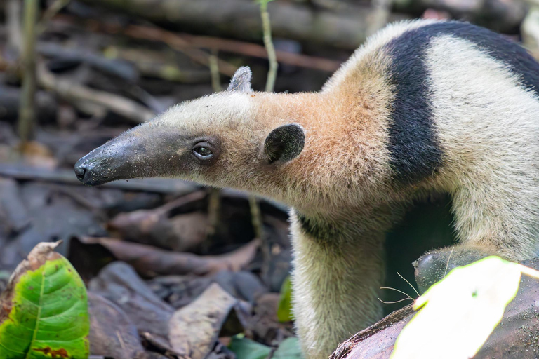 Parque Nacional del Corcovado: Dos días de selva y animales