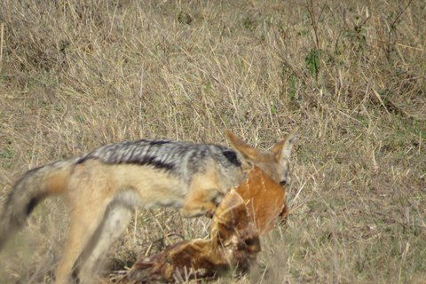 Parco Nazionale di Nairobi Tour per piccoli gruppiTour per piccoli gruppi del Parco Nazionale di Nairobi