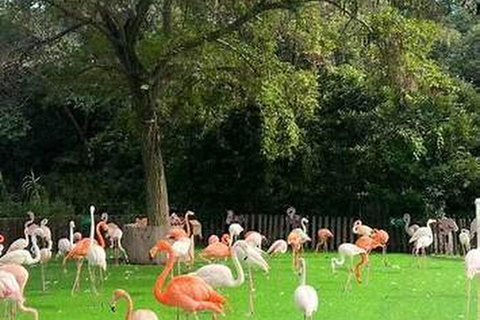 Shanghai Wildlife Park 1-Day Ticket + Free Safari Shuttle