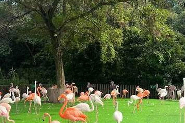 Shanghai Wildlife Park 1-Day Ticket + Free Safari Shuttle