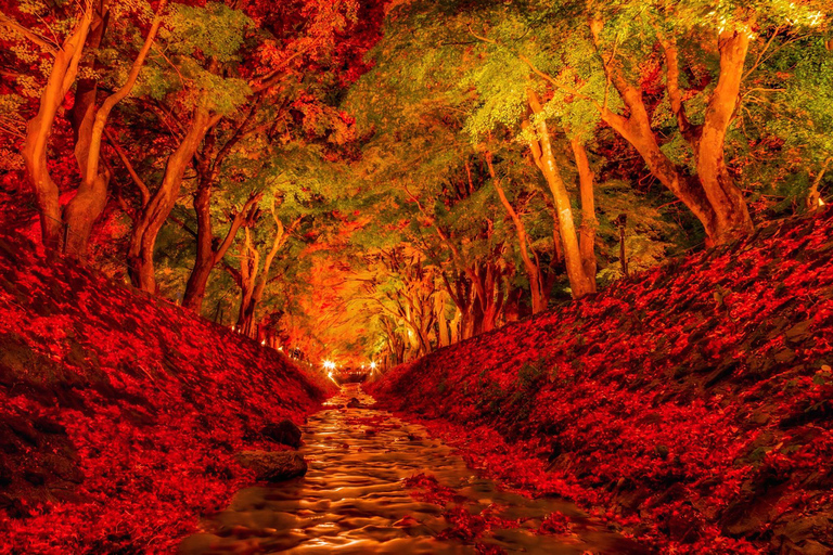 Tokyo : Excursion d'une journée au Mont Fuji, au lac Kawaguchi et à la source d'eau chaude de Yamanaka7:30 Prise en charge et dépôt à l'hôtel/BnB