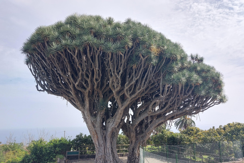 La Palma: Upptäck &quot;isla bonita&quot; med elcykel