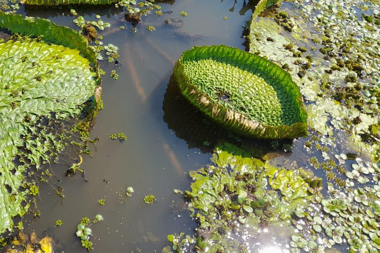 LA PAZ: WYCIECZKA 3 DNI 2 NOCE RURRENABAQUE_MADIDI SELVA