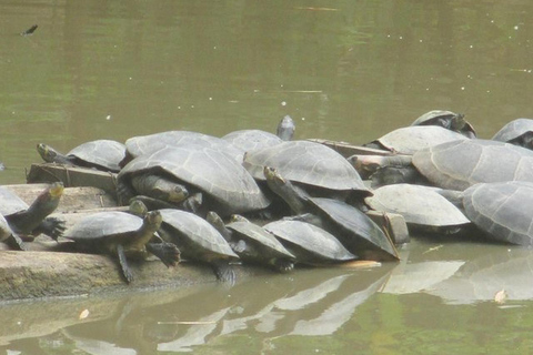 Iquitos: Excursão de 4 dias pela vida selvagem da Amazônia em Pacaya Samiria