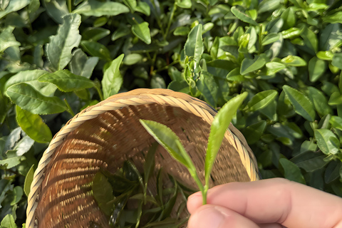 Hangzhou Tea Heritage: A Master-led Tea Harvest & Whisking