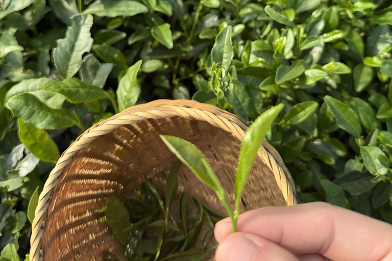 Hangzhou Tea Heritage: A Master-led Tea Harvest & Whisking