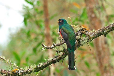 Tour di birdwatching e passeggiate nella natura a KM18