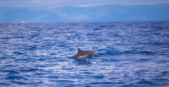 Bohol: Dolphin Watching, Balicasag Island Joiner Tour