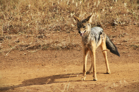 Kenia: 5-daagse roadtrip naar het Victoriameer vanuit Nairobi